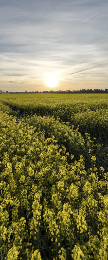 canola field