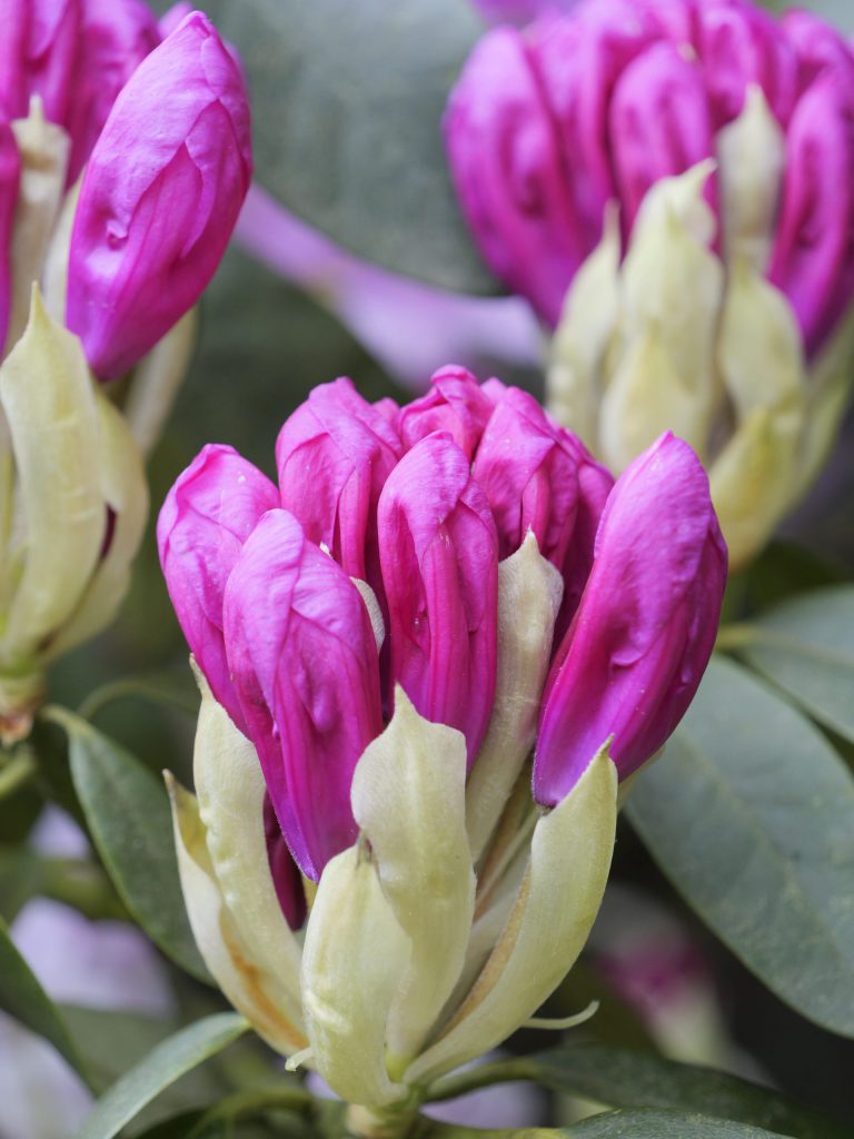 Rhododendron Blossoms