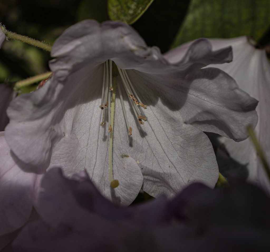 Rhododendron Blossom