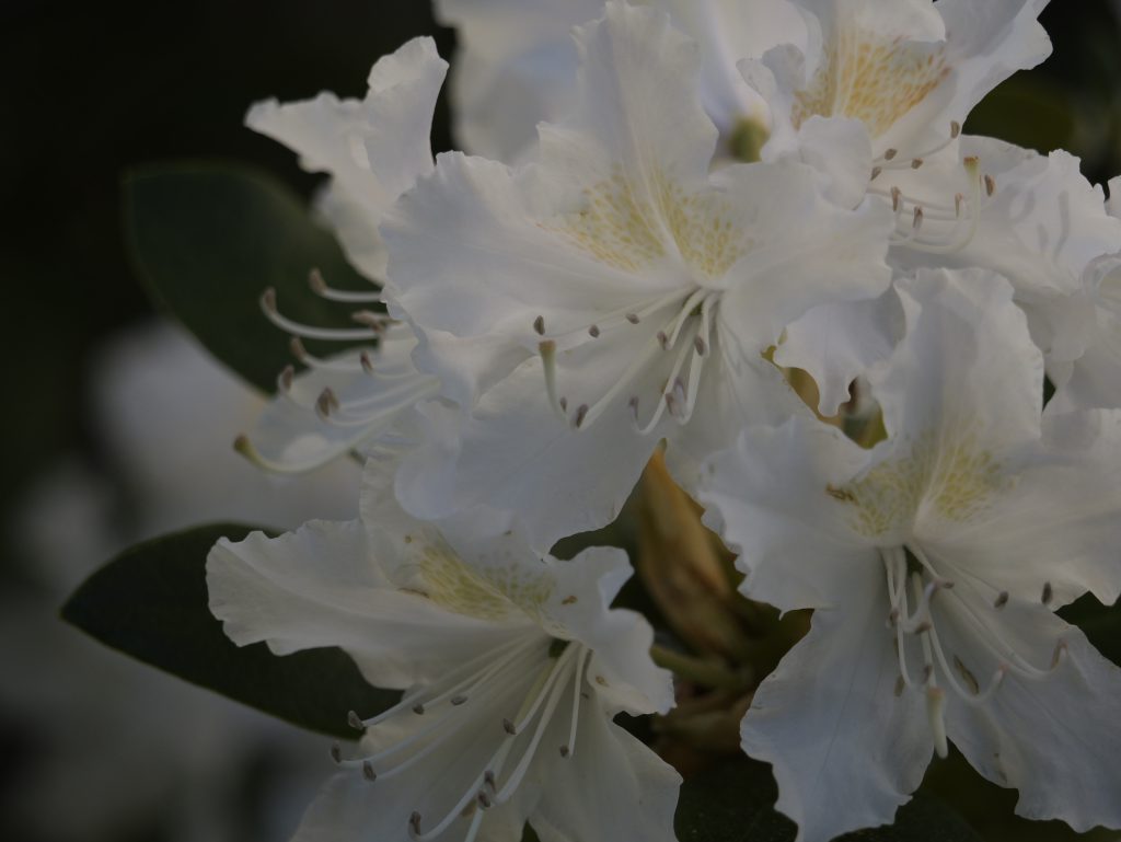 Rhododendron Blossom