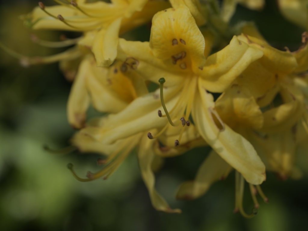 Rhododendron Blossom