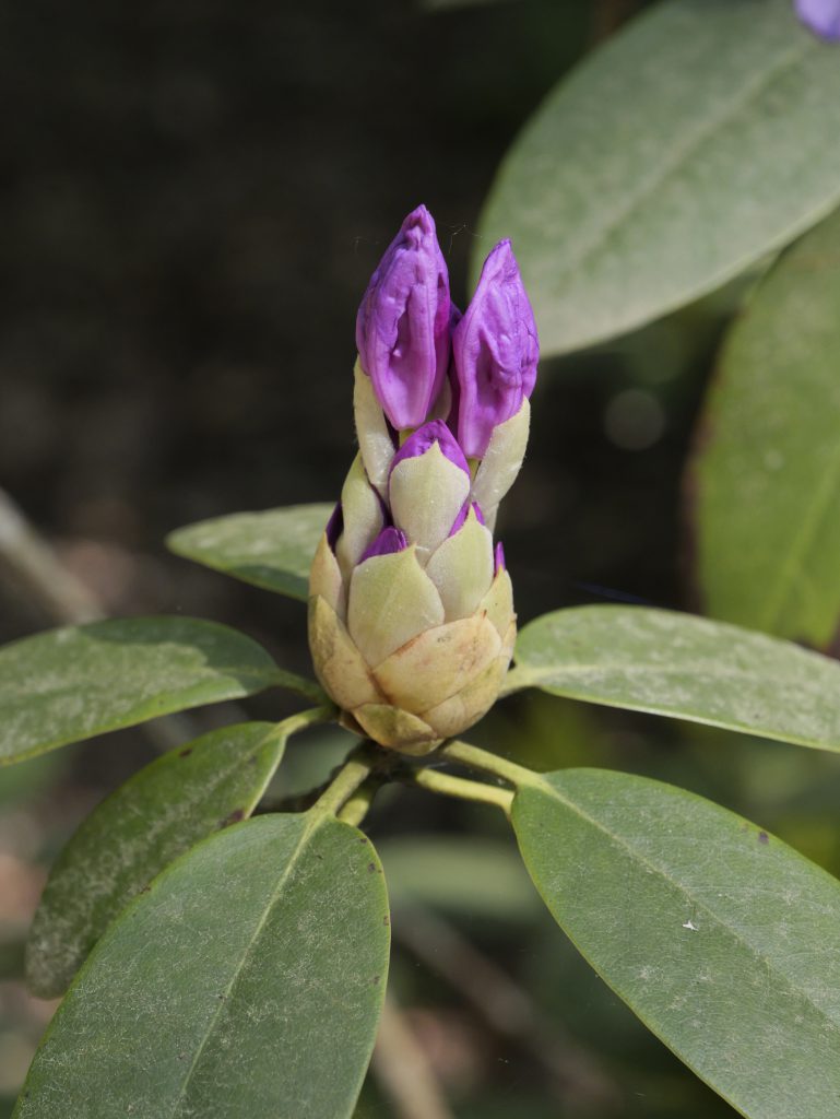 Rhododendron Blossom