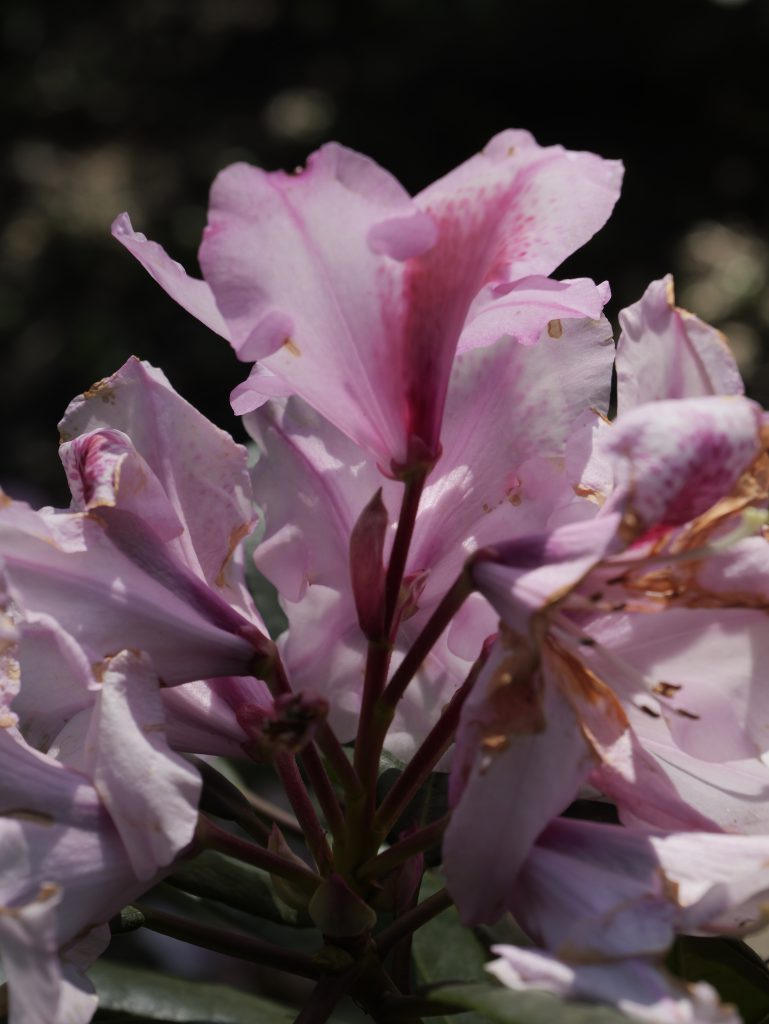 Rhododendron Blossom