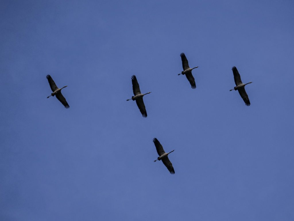 Kraniche im Flug