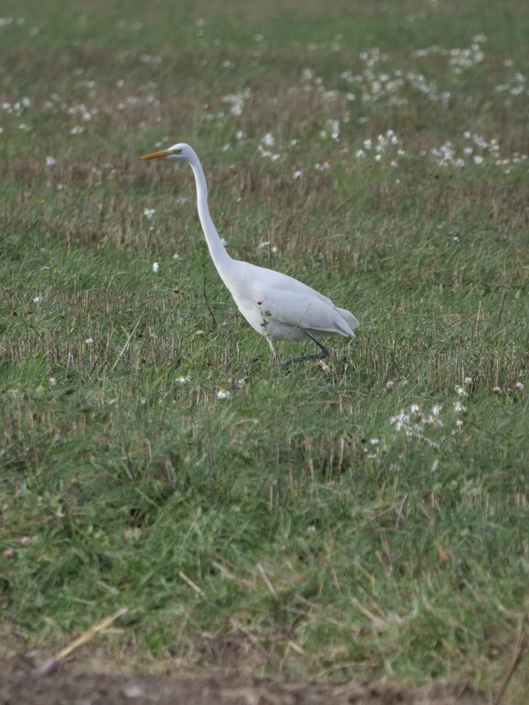Silberreiher