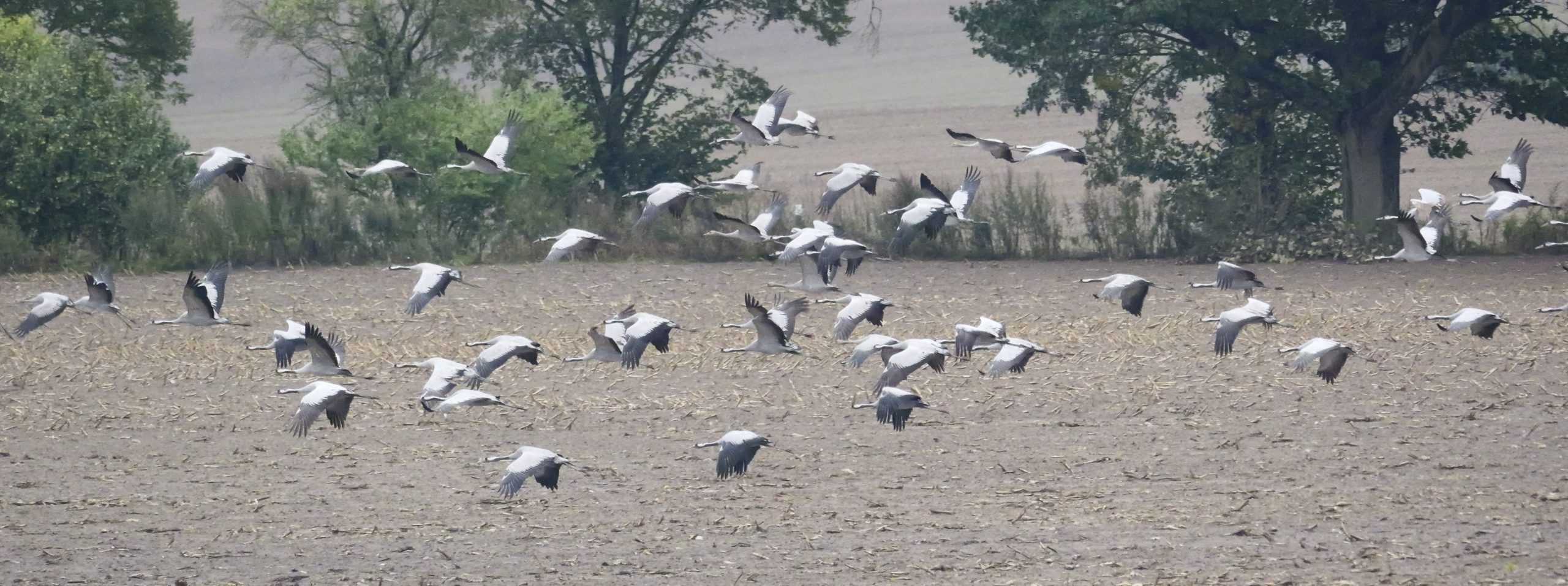 Kraniche im Flug