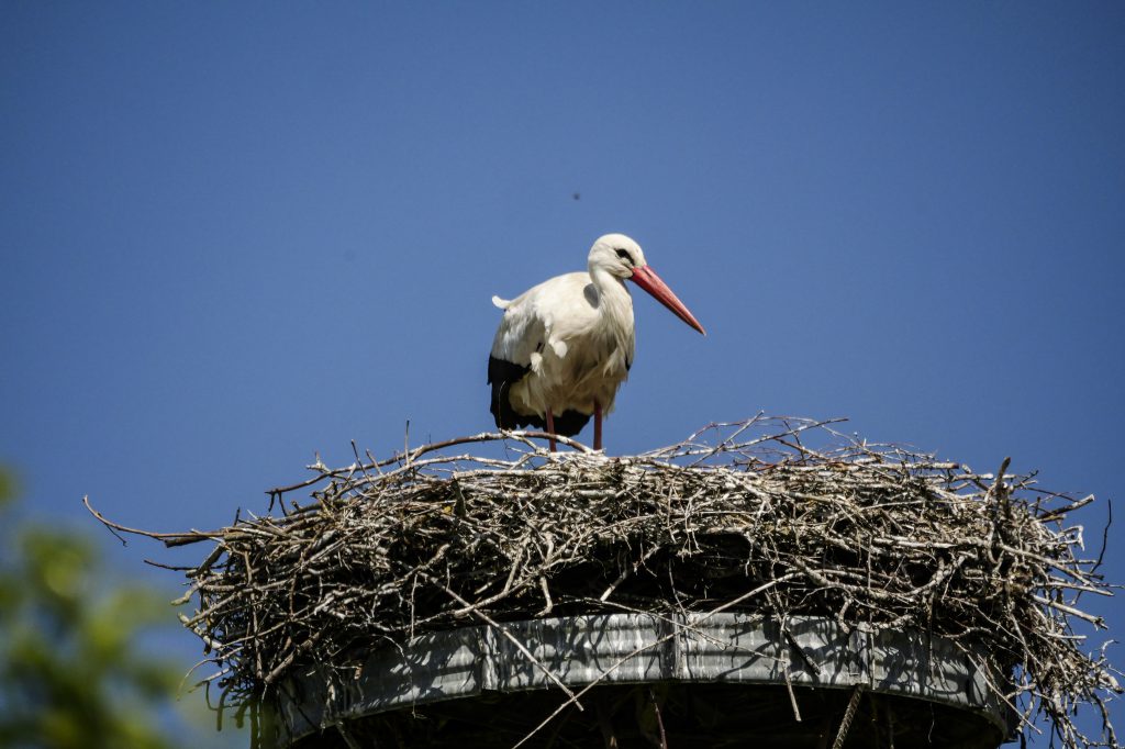 Störchin im Nest